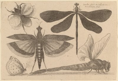 Sländor, en humla och en fjäril av Wenceslaus Hollar