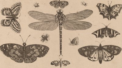 Slända, nyckelpigor och fjärilar. av Wenceslaus Hollar