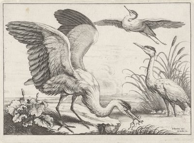 tre hägrar Diversae avium arter (serietitel) Olika fåglar (serietitel) av Wenceslaus Hollar