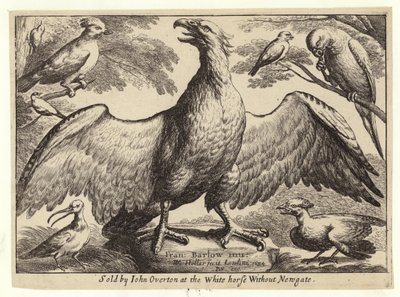 Örn och andra fåglar av Wenceslaus Hollar