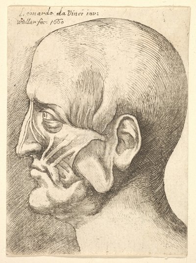 Ecorche chef för en man i profil till vänster, 1660. av Wenceslaus Hollar