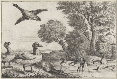 ankor Diversae avium arter (serietitel) Olika fåglar (serietitel) av Wenceslaus Hollar