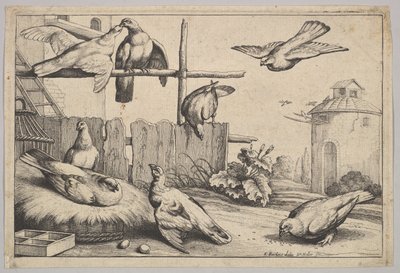 Åtta duvor, 1625-77. av Wenceslaus Hollar