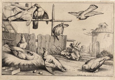 Åtta duvor. Tillstånd 1 av Wenceslaus Hollar