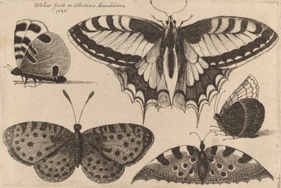 Fem fjärilar, 1646. av Wenceslaus Hollar