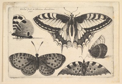 Fem fjärilar, 1646. av Wenceslaus Hollar