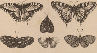 Fem fjärilar och en mal. av Wenceslaus Hollar