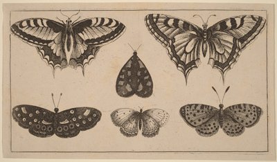 Fem fjärilar och en nattfjäril av Wenceslaus Hollar