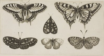 Fem fjärilar och en mal av Wenceslaus Hollar