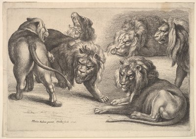 Fem lejon och en lejoninna, 1646. av Wenceslaus Hollar