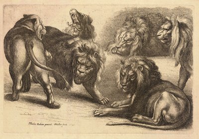 Fem lejon och en lejoninna, efter Rubens av Wenceslaus Hollar