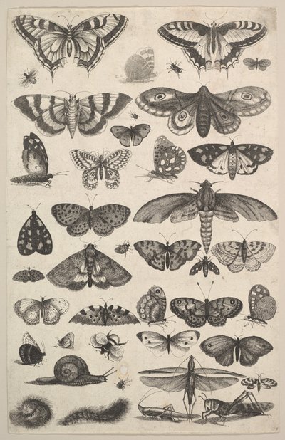Fyrtioen insekter, inklusive nattfjärilar och fjärilar, 1625-77. av Wenceslaus Hollar