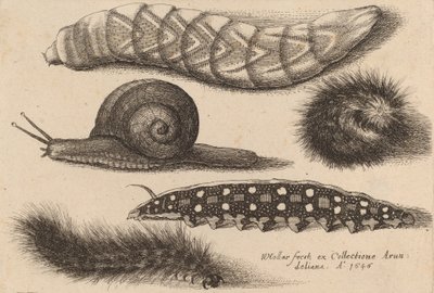 Fyra larver och en snigel, 1646. av Wenceslaus Hollar
