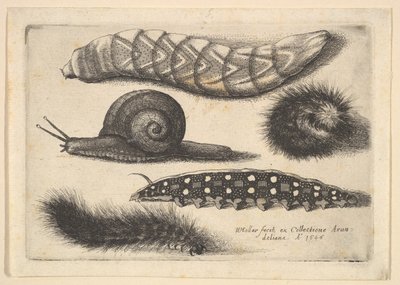 Fyra larver och en snigel, 1646. av Wenceslaus Hollar