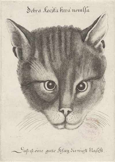 Huvud av en katt av Wenceslaus Hollar