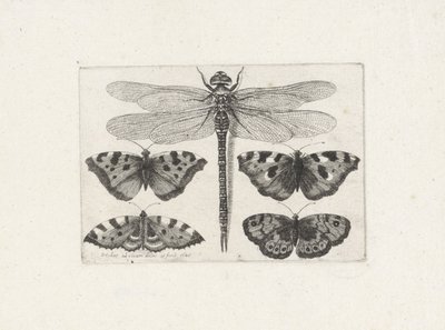 Slända och fyra fjärilar av Wenceslaus Hollar