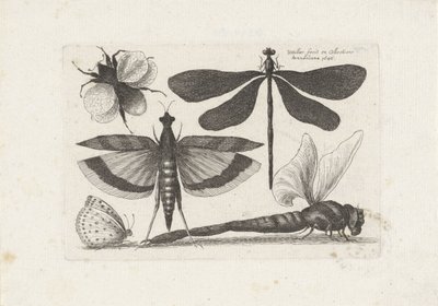 Sländor, fjäril och en humla Insekter (serietitel) Muscarum Scarabeorum (serietitel) av Wenceslaus Hollar