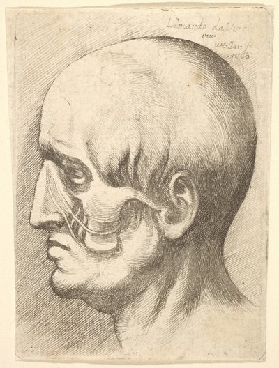 Manligt huvud i profil till vänster med muskler exponerade, 1660. av Wenceslaus Hollar