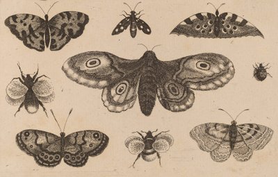 Mal, fjärilar och bin. av Wenceslaus Hollar