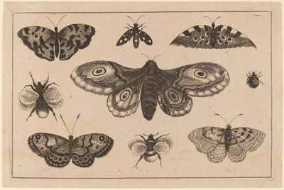 Mal, fjärilar och bin av Wenceslaus Hollar