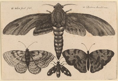 Mal och tre fjärilar av Wenceslaus Hollar