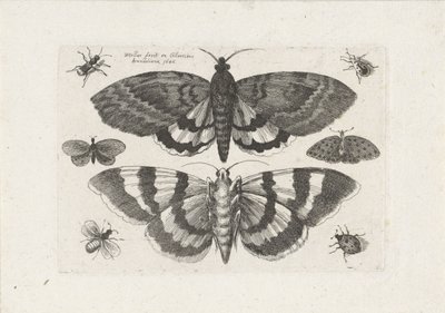 Mal och småkryp Insekter (serietitel) Muscarum Scarabeorum (serietitel) av Wenceslaus Hollar