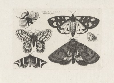 swedish av Wenceslaus Hollar