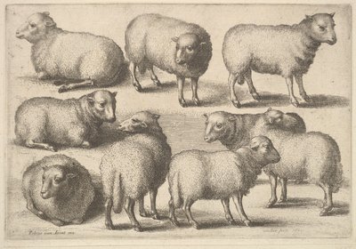 Nio får, 1646. av Wenceslaus Hollar
