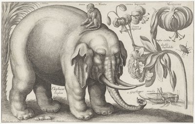 Elefant, apa, blommor och insekter Plants and Animals (serietitel) Animalium Ferarum (serietitel på objekt) av Wenceslaus Hollar