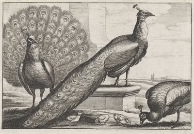 Påfåglar Diversae avium arter (serietitel) Olika fåglar (serietitel) av Wenceslaus Hollar
