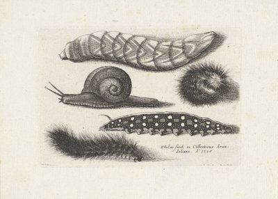 Larver och en snigel Insekter (serietitel) Muscarum Scarabeorum (serietitel) av Wenceslaus Hollar