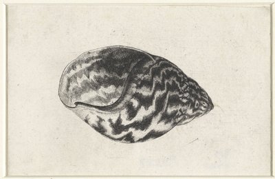 Skal, achatina achatina Skal (serietitel) av Wenceslaus Hollar