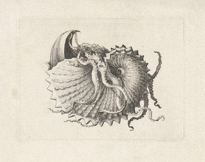 Skal, argonauta nodosa Skal (serietitel) av Wenceslaus Hollar