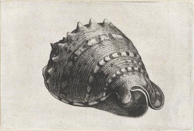Skal, cassis cornuta Skal (serietitel) av Wenceslaus Hollar