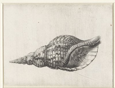 Skal, charonia tritonis Skal (serietitel) av Wenceslaus Hollar