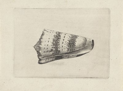 Skal, conus imperialis Skal (serietitel) av Wenceslaus Hollar