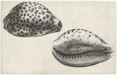 Skal, cypraea tigris Skal (serietitel) av Wenceslaus Hollar