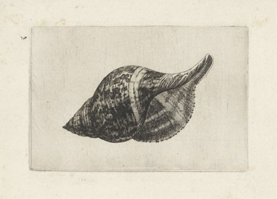 Skal, fasciolaria tulipa Skal (serietitel) av Wenceslaus Hollar