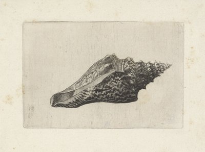 Skal, hemifusus ternatanus Skal (serietitel) av Wenceslaus Hollar