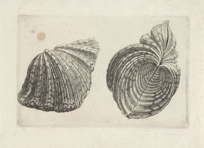 Skal, flodhäst flodhäst Skal (serietitel) av Wenceslaus Hollar