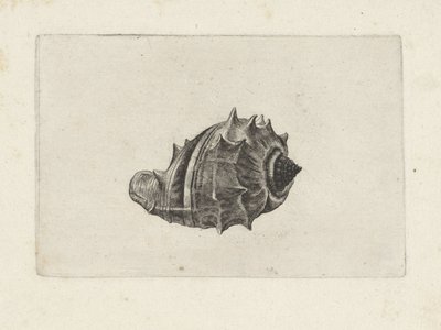 Skal, melongena melongena Skal (serietitel) av Wenceslaus Hollar