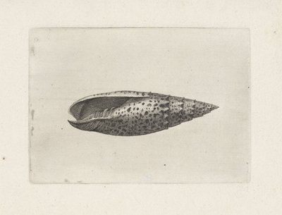 Skal, mitra papalis Skal (serietitel) av Wenceslaus Hollar