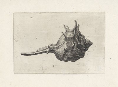Skal, murex brevispina Skal (serietitel) av Wenceslaus Hollar