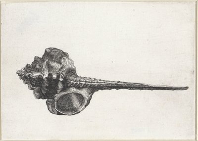 Skal, murex haustellum Skal (serietitel) av Wenceslaus Hollar