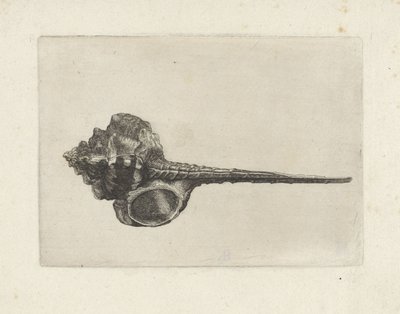 Skal, murex haustellum Skal (serietitel) av Wenceslaus Hollar