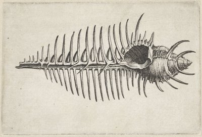 Skal, murex pecten Skal (serietitel) av Wenceslaus Hollar