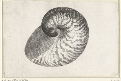 Skal, nautilus pompilius Skal (serietitel) av Wenceslaus Hollar