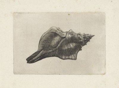 Skal, pleuroploca trapezium Skal (serietitel) av Wenceslaus Hollar