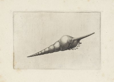 Schelp, flöjtspindel melanocheilus Schelpen (serietitel) av Wenceslaus Hollar