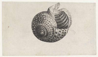 Skal, tonna dolium Skal (serietitel) av Wenceslaus Hollar